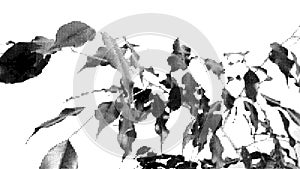 Leaves siluete. Halftone Vector illustration. photo