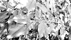 Leaves siluete. Halftone Vector illustration. photo