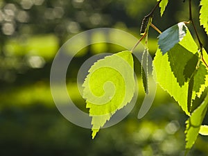 Leaves of Silver birch, Betula pendula, tree in morning sunlight, selective focus, shallow DOF