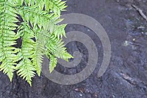 Leaves of the silver fern