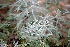 Leaves of a silver wormwood, Artemisia ludoviciana photo