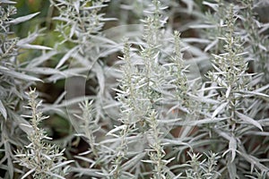 Leaves of a silver wormwood, Artemisia ludoviciana photo
