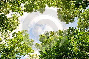 Leaves and sky