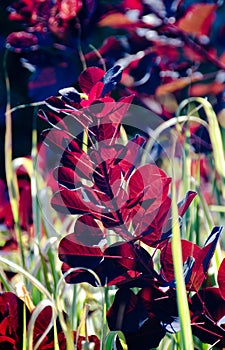 Leaves of Smoke bush in a garden at Alki Beach