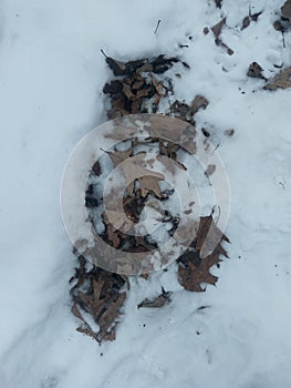 Leaves in the snow on January 7 2018 in western Indiana