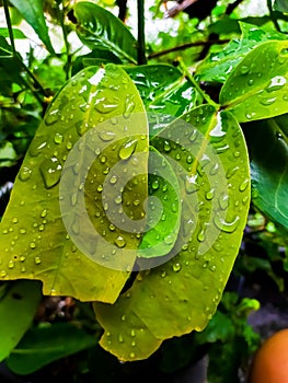 the leaves are soaked with rainwater