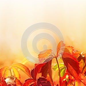 Leaves on soft color background