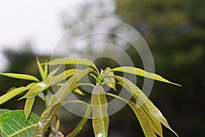 The leaves are soft mango