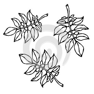 Leaves of Solanaceous Plants. Potato or Tomato Leaf. Botanical or Gardening Illustration. Vegetable Grow. Realistic Hand Drawn Ill