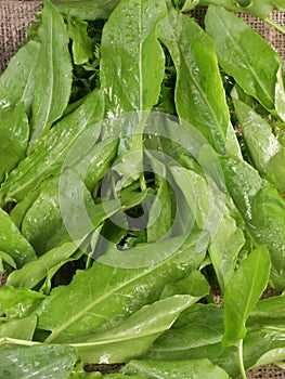 Leaves of sorrel