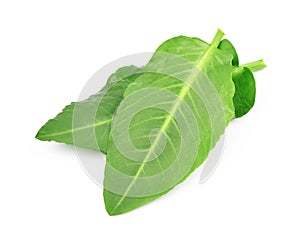Leaves sorrel