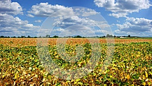 leaves and soy green and yellow soybean cultivated field with cloudly sky background