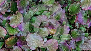 Leaves of Spathiphyllum cannifolium