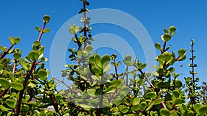 Leaves of the Spekboom portulacaria afria against the blue sky