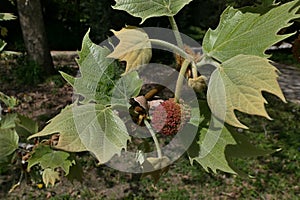 Leaves and spherical maturing dry fruit, also called achenes, on Hybrid Plane tree