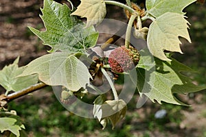 Leaves and spherical maturing dry fruit, also called achenes, on Hybrid Plane tree