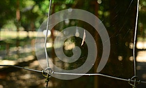 Leaves on spider web