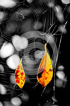 Leaves On Spider Webs
