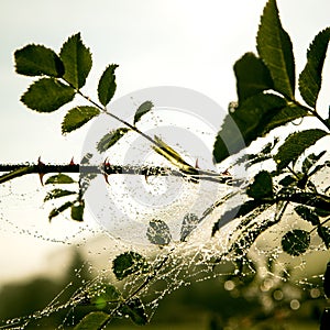 Leaves with spider webs and dew at the dawn