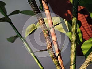 Leaves and spikes of pomelo tree planted in the flat.