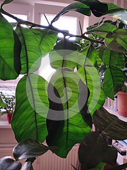 Leaves and spikes of pomelo tree planted in the flat.