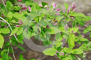leaves and Spring flowers texture background