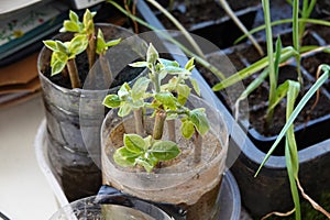 leaves and sprouts of persimmon cuttings, persimmon tree propagated by cuttings in sand and substrate