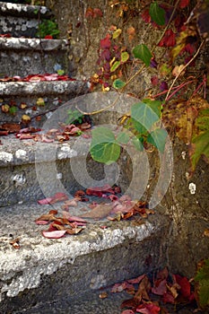 Leaves on Stairway