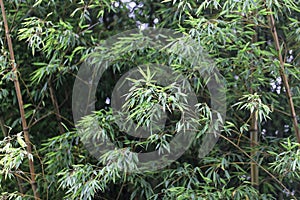 Leaves and steams of moso bamboo, Phyllostachys edulis