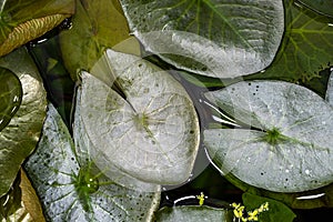 Leaves of Stellata Dwarf Water Lily