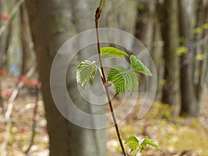 Leaves On Stem With Woods Background