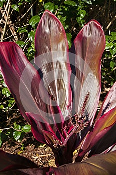 Leaves and stems with buds of a cordyline fruticosa `rubra` in the sunshine