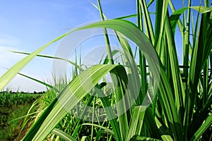 Leaves and stems sugarcane