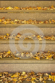 Leaves on Steps