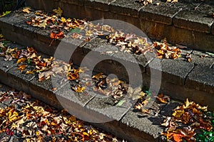 Leaves on Steps