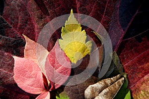 Leaves still of autumn leaves, dark background