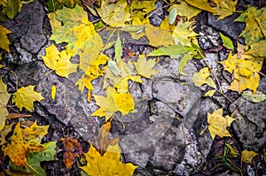 Leaves on the stone