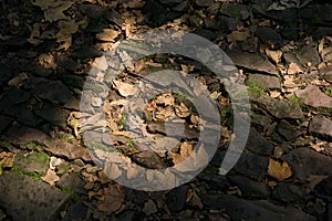 Leaves on stone floor