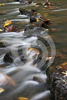 Leaves in the stream