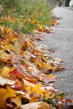 Leaves on street