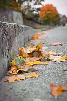 Leaves on street