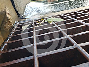 Leaves stuck on a drain grate while water flows in between them