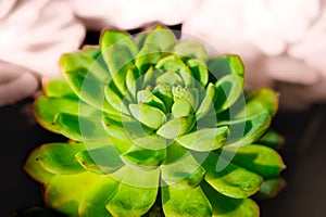 Leaves of Succulent Plant