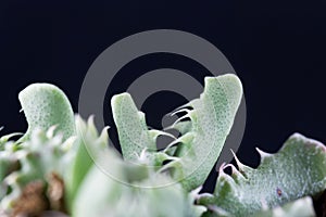 Leaves of the succulent plant Faucaria felina