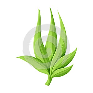 Leaves of sugarcane vector icon.Cartoon vector icon isolated on white background leaves of sugarcane .