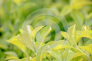 Leaves of sunlight are sent down,green leaf background pattern.
