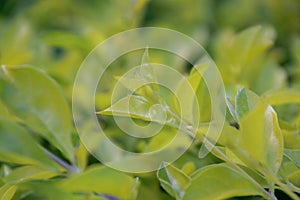 Leaves of sunlight are sent down,green leaf background pattern.