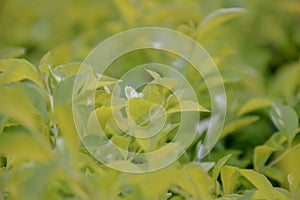 Leaves of sunlight are sent down,green leaf background pattern.