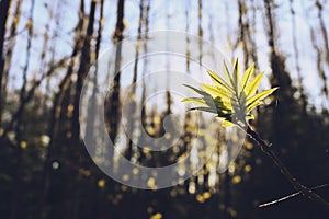 Leaves in sunlight. Vintage