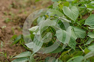 Leaves of sweet potato grow on soil at farm, japan